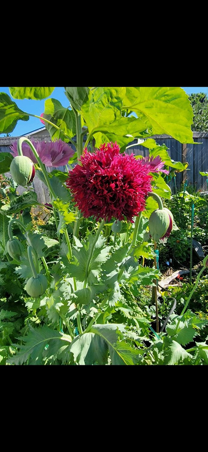 Burgundy Red frilled poppy - Seeds