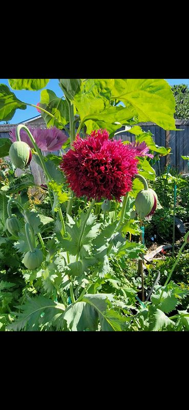 Burgundy Red frilled poppy - Seeds