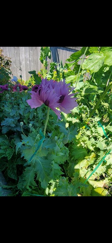 Lavender Poppy - Seeds