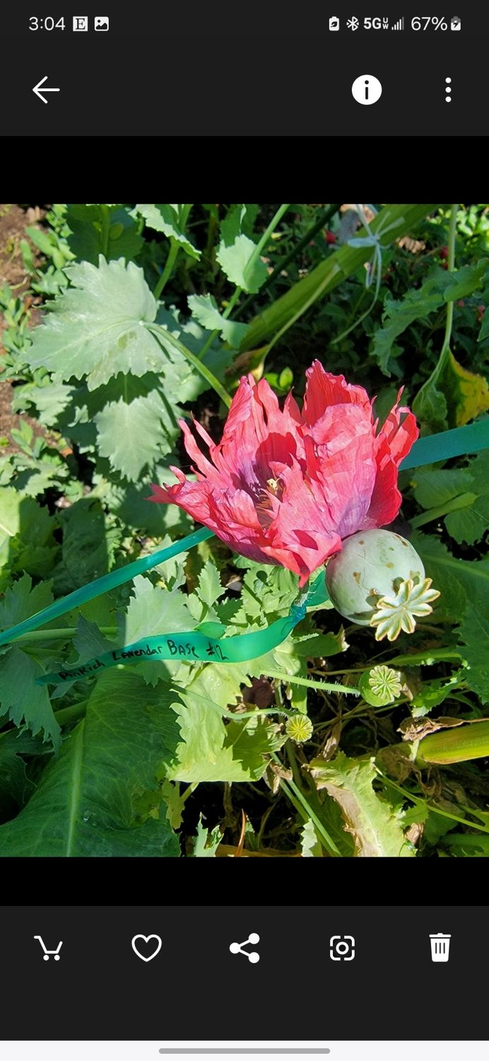 Red Frilled Poppy - Seeds