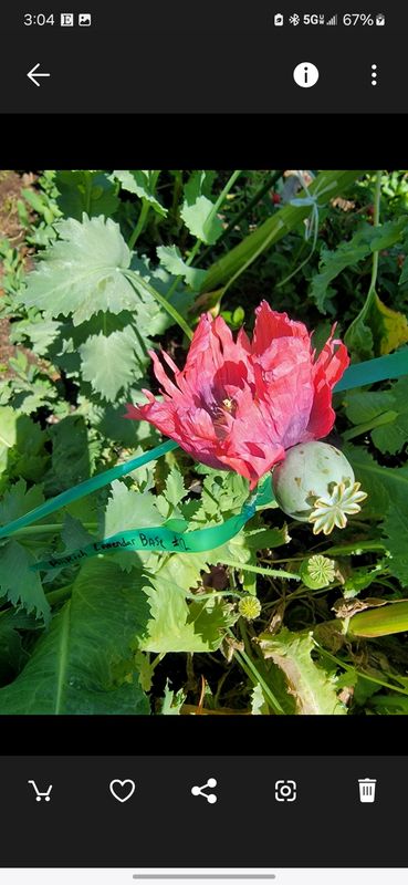 Red Frilled Poppy - Seeds