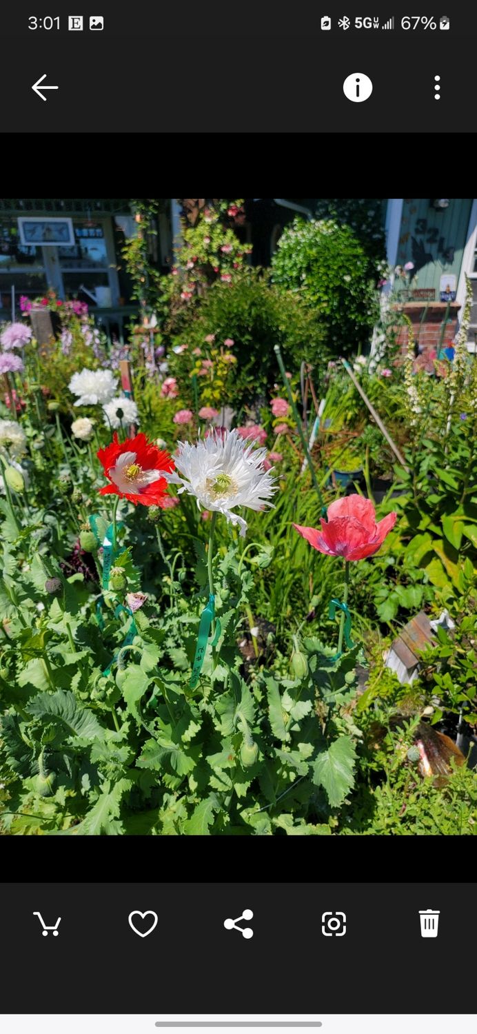 Red &amp; White Poppy - Seeds