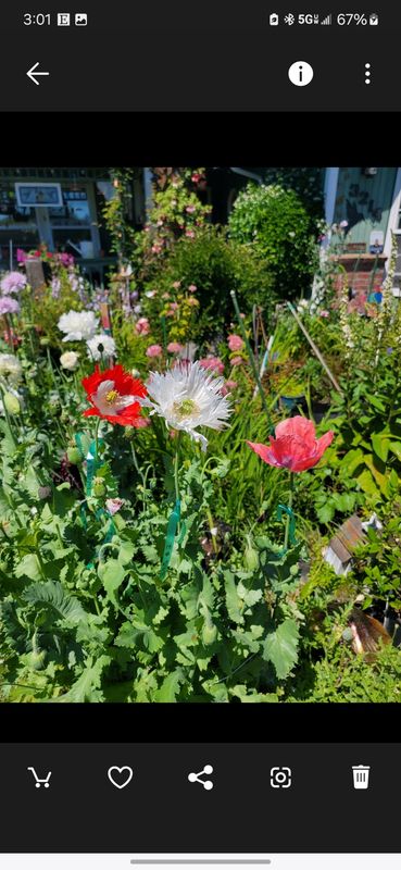 Red &amp; White Poppy - Seeds