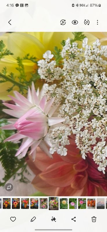 Straw Flower - Seeds
