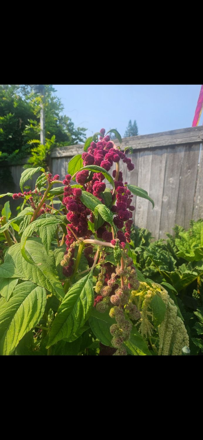 Aramanth, Love Lies Bleeding - Seeds