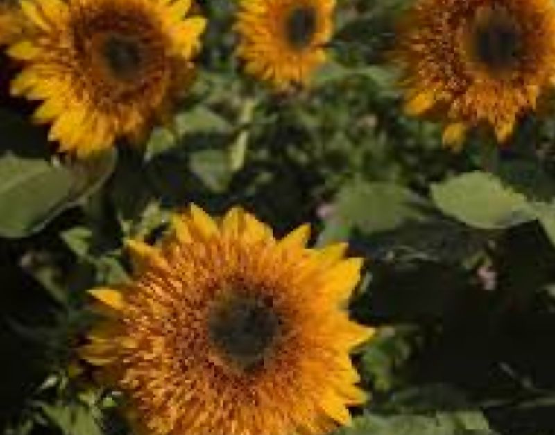 Bee&#39;s Choice Sunflower- Seeds