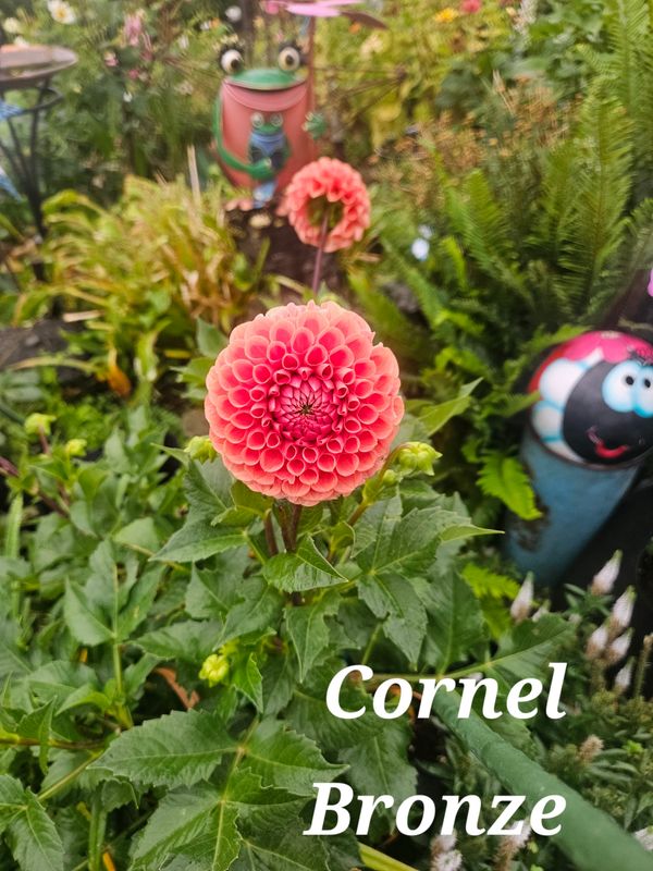 Cornel Bronze