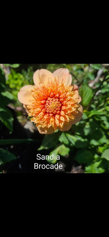 Sandia Brocade