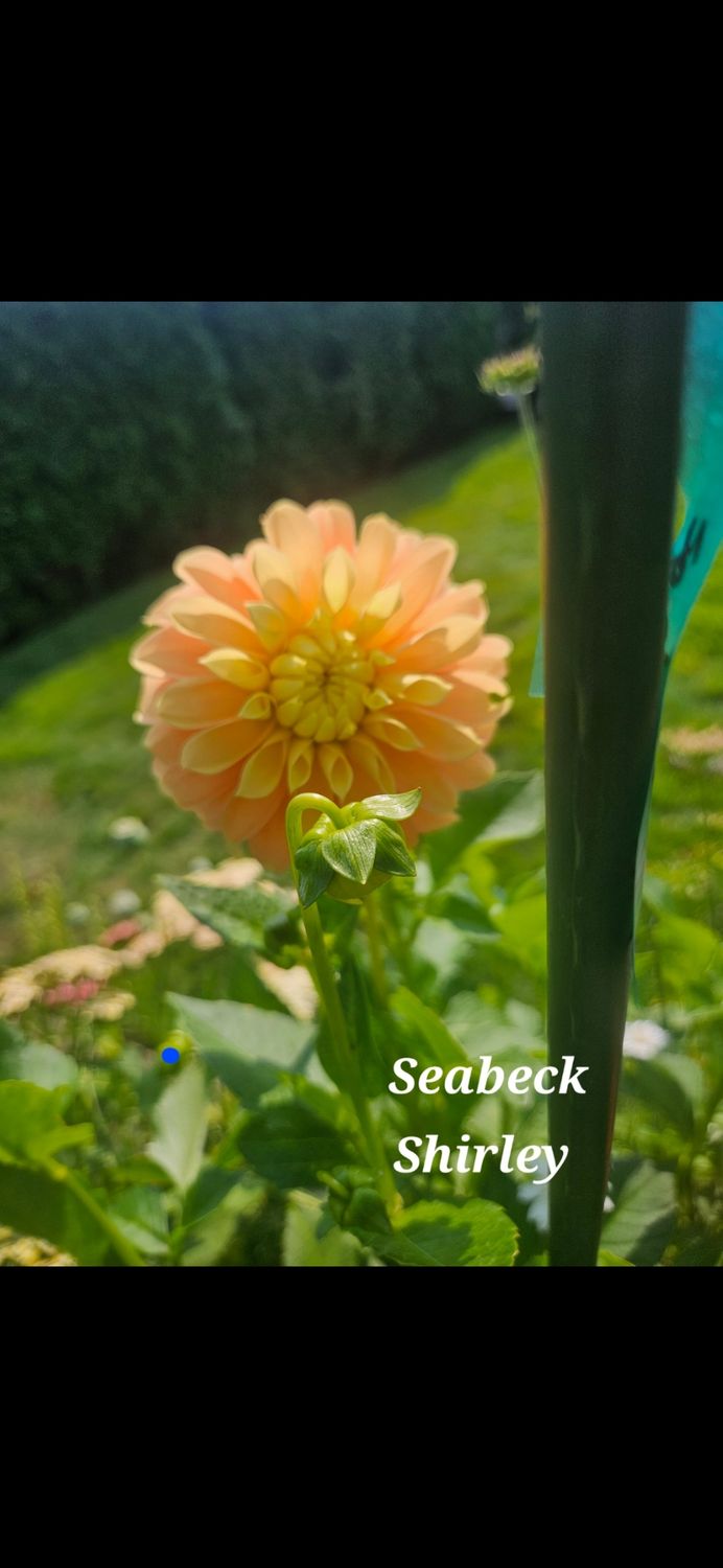 Seabeck Shirley
