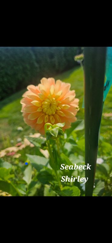 Seabeck Shirley