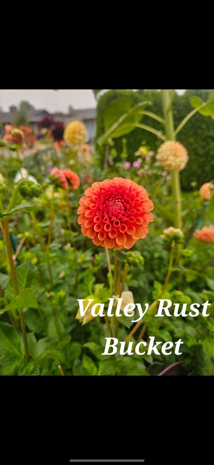 Valley Rust Bucket