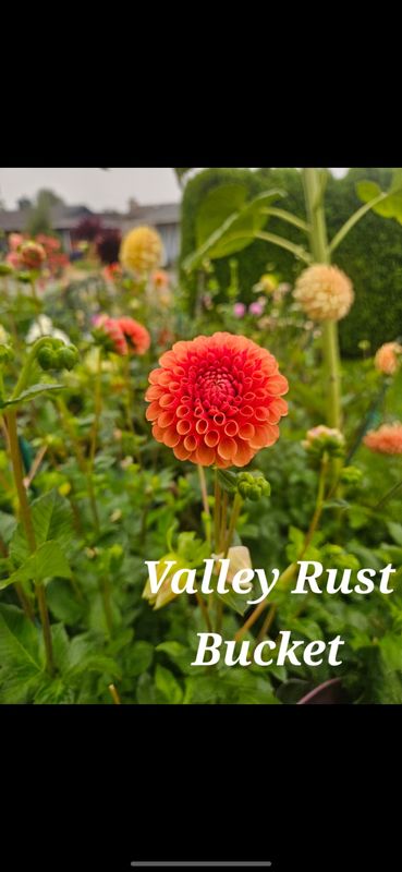 Valley Rust Bucket