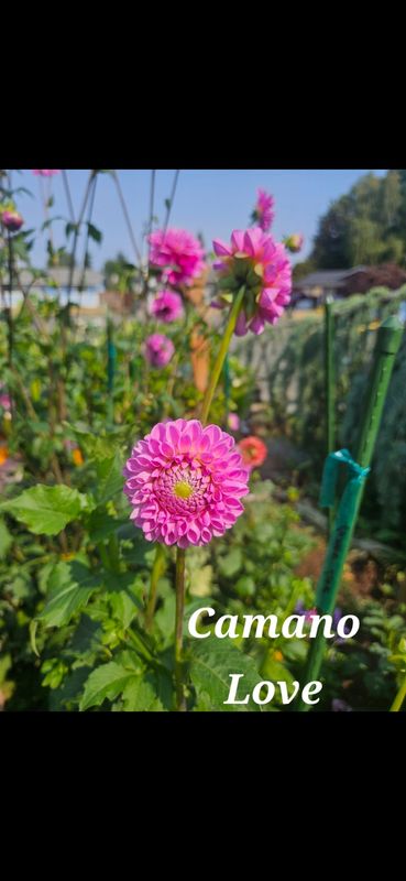 Camano Love