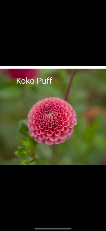 Koko Puff