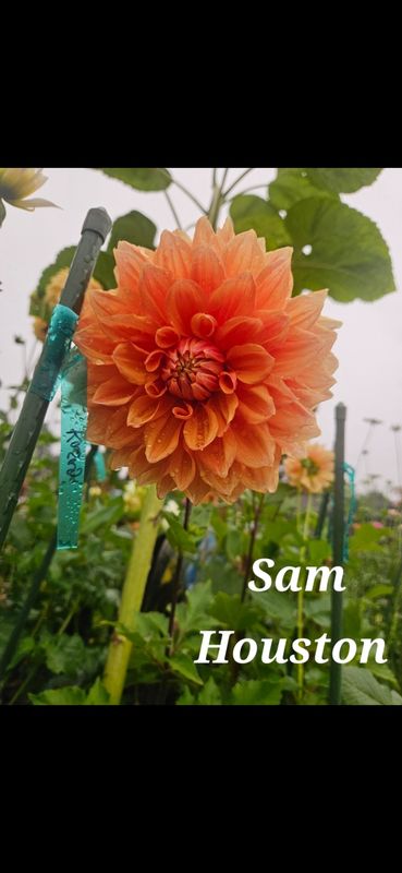 Sam Houston