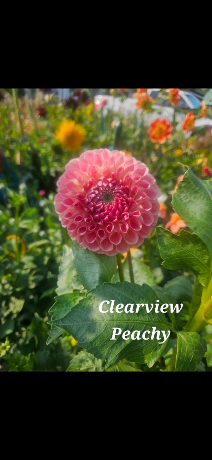 Clearview Peachy