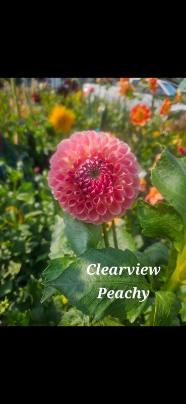 Clearview Peachy