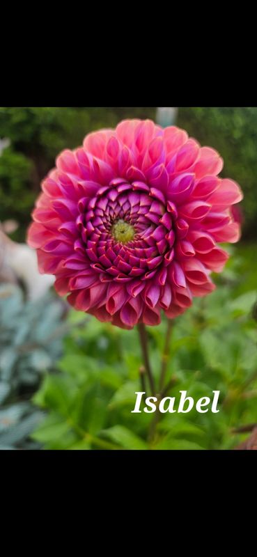 Isabel