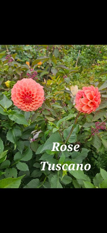 Rose Toscano
