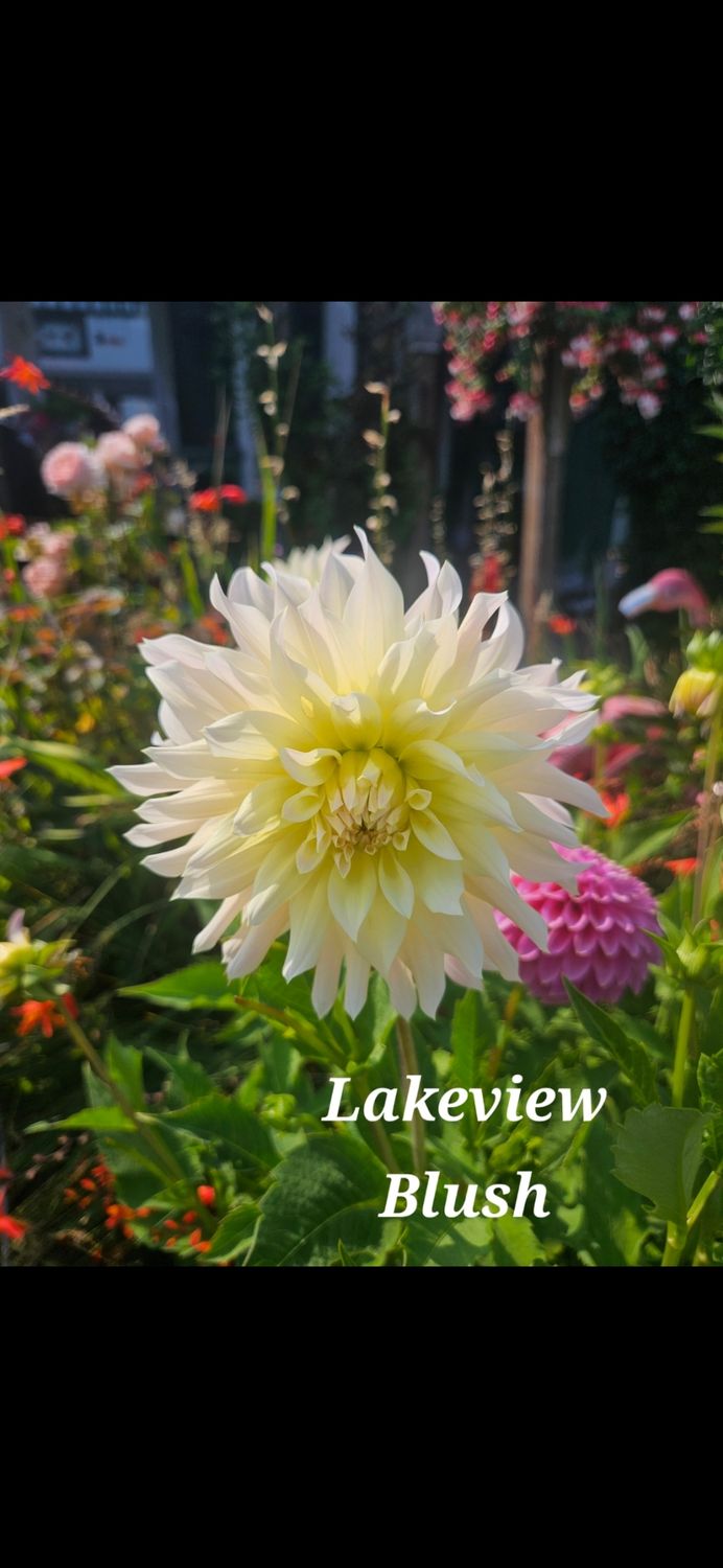 Lakeview Blush