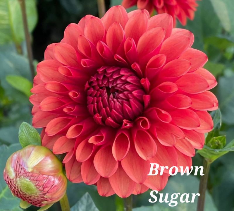 Brown Sugar 