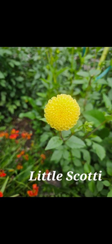 Little Scotti