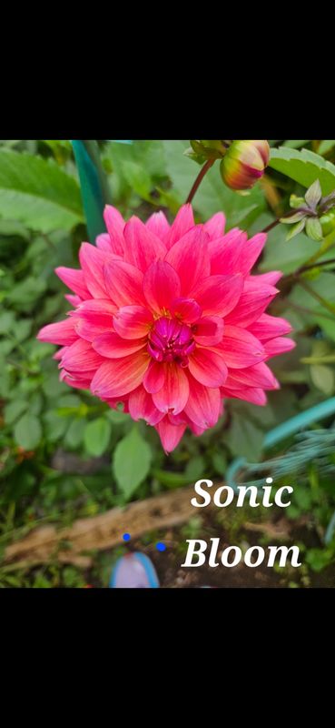Sonic Bloom