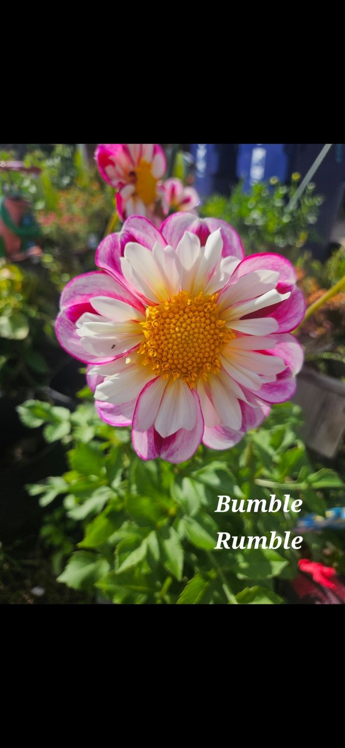 Bumble Rumble