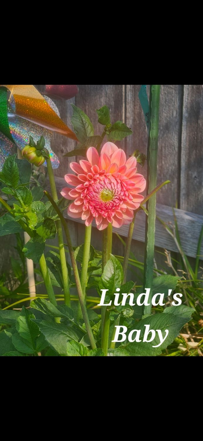 Linda&#39;s Baby