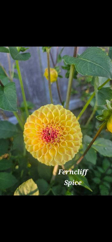 Ferncliff Spice
