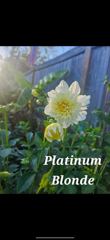 Platinum Blonde