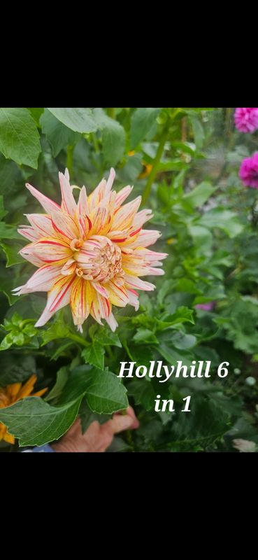 Hollyhill 6 in 1
