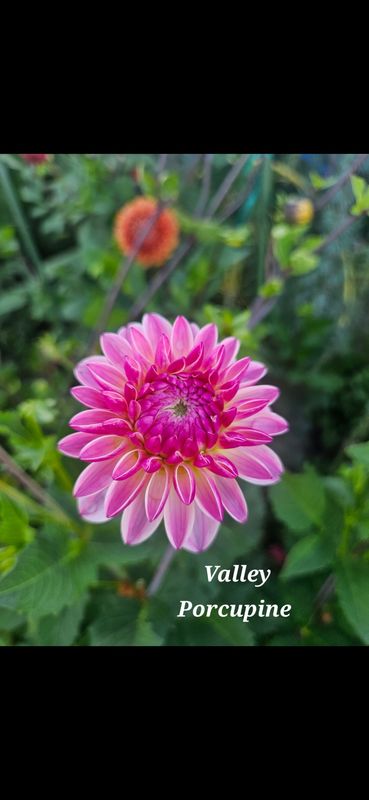 Valley Porcupine 