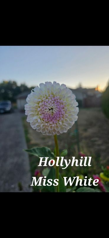 Hollyhill Miss White