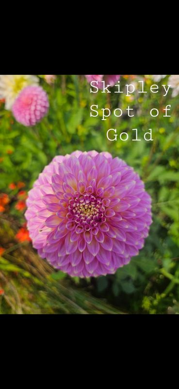 Skipley Spot of Gold