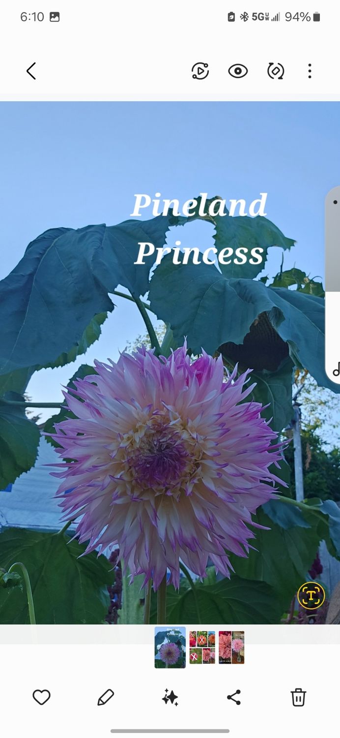 Pineland Princess