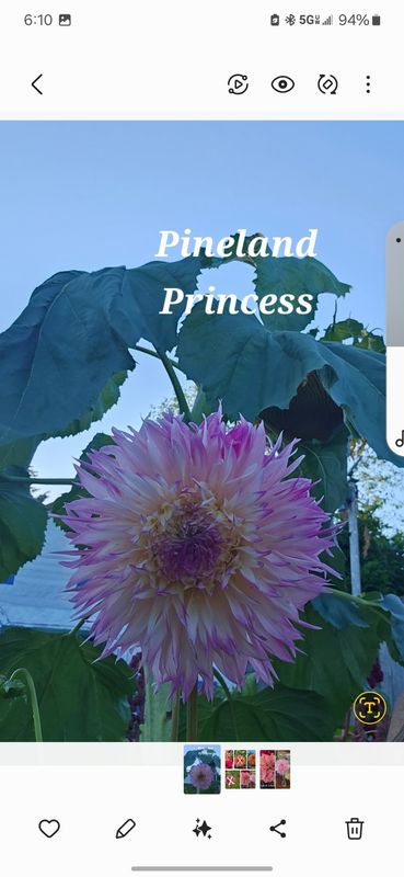 Pineland Princess