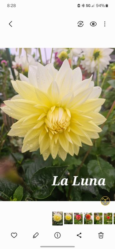 La Luna