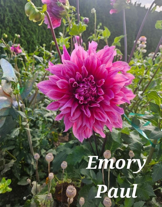 Emory Paul