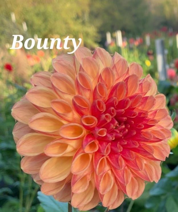CT Bounty