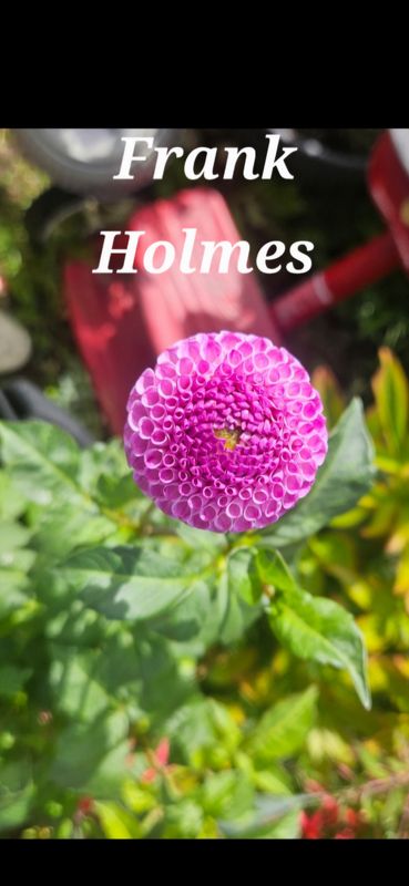 Frank Holmes