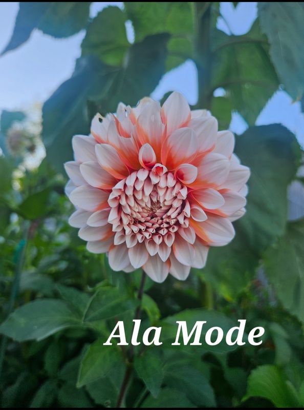 Ala Mode