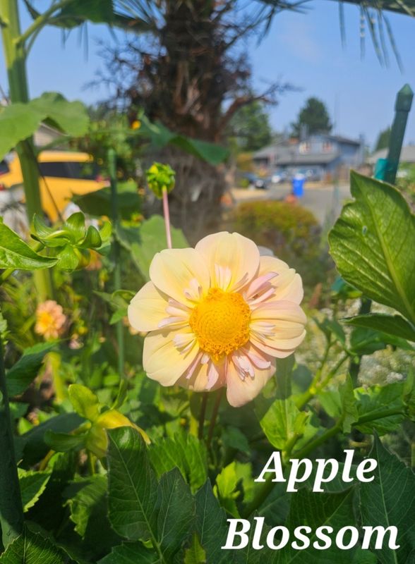 Apple Blossom