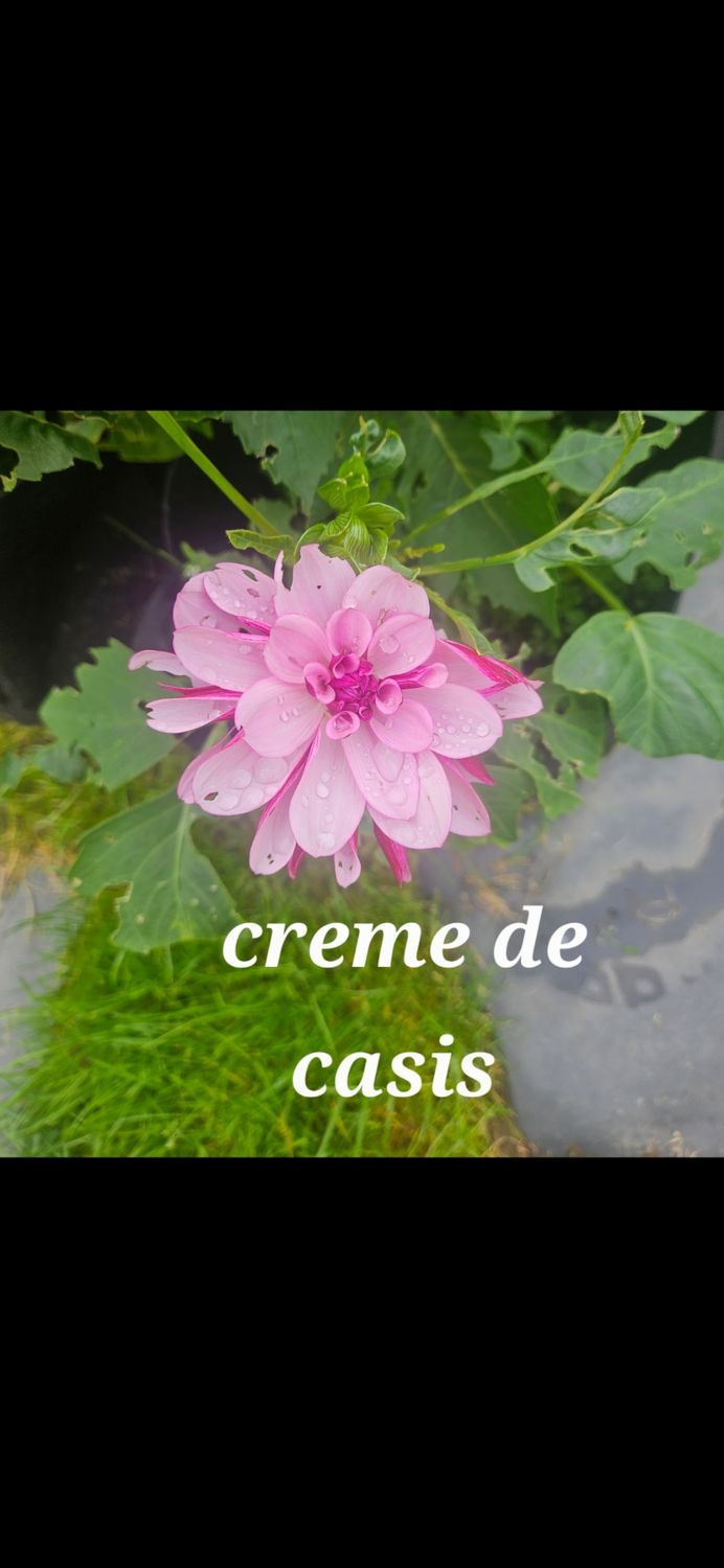 Creme De Casis