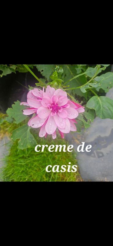 Creme De Casis