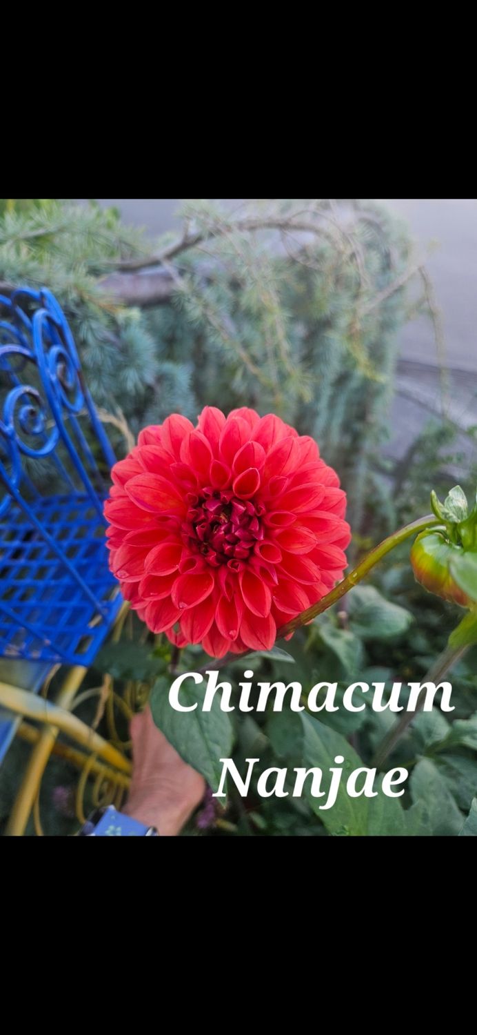 Chimi Cum Nanjae