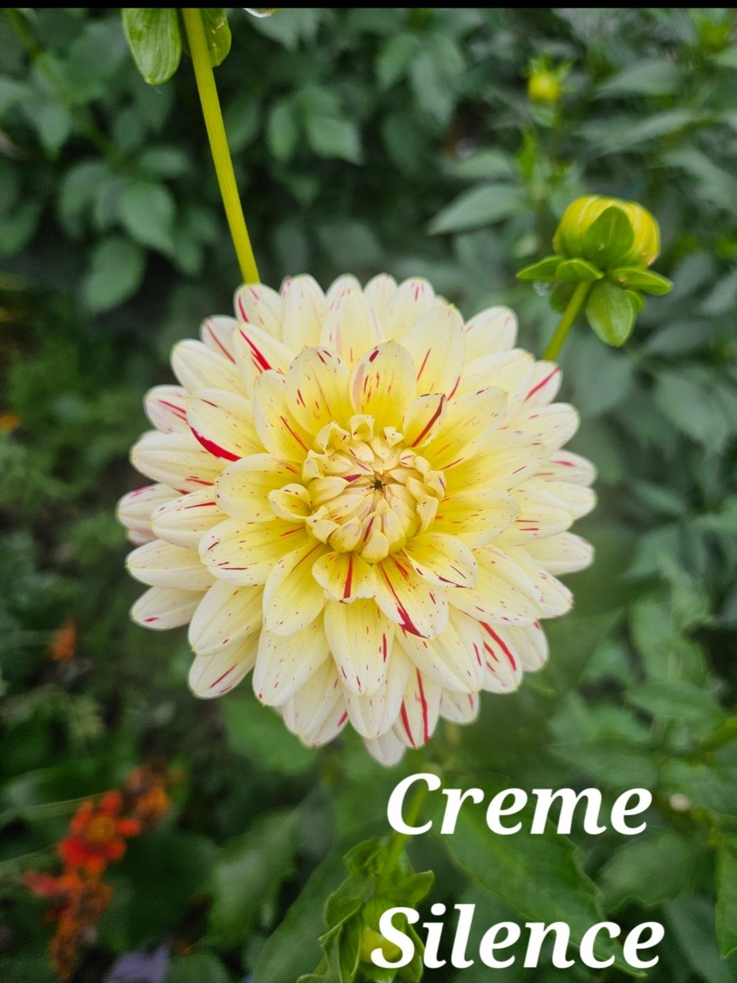 Creme Silence