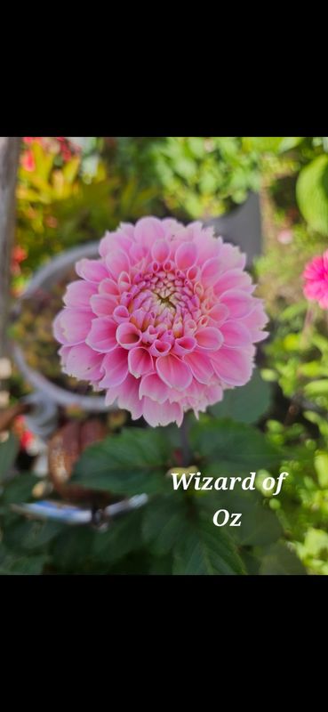 Wizard of Oz