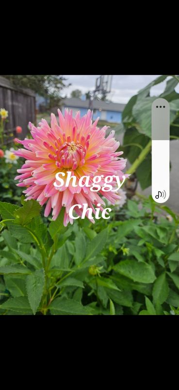 Shaggy Chic