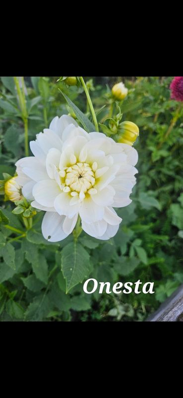 White Onesta